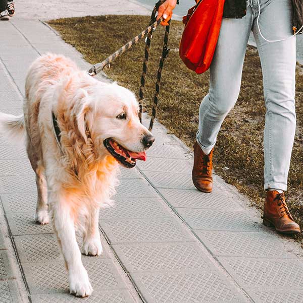 dog_walking