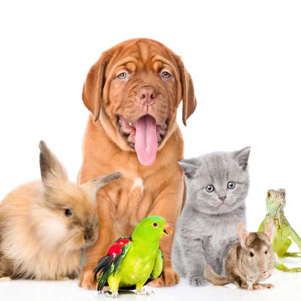 specialist-pet-care