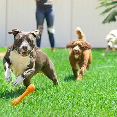 dog_socialisation