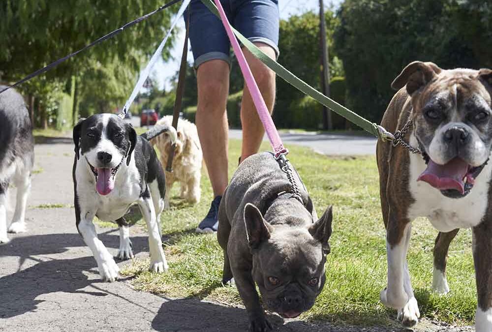 Are Dog Parks and Dog Walking companies good for your dog?