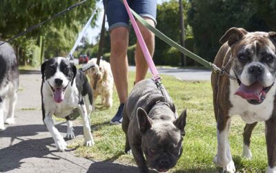 Are Dog Parks and Dog Walking companies good for your dog?