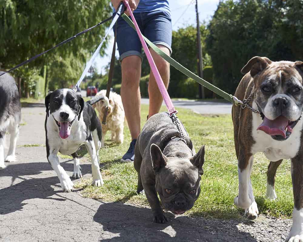Are Dog Parks and Dog Walking companies good for your dog? Northern