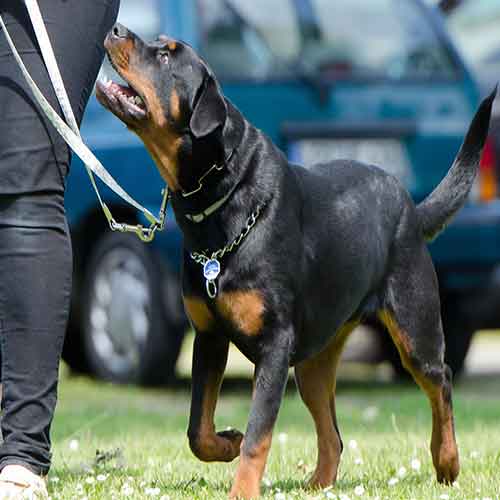 on_leash_dog_traing