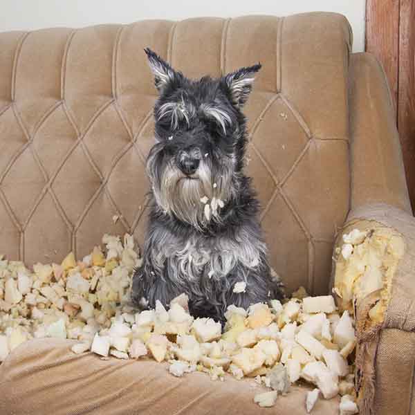 problem_dog_training