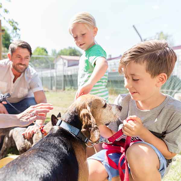 dog_boarding_northern_beaches