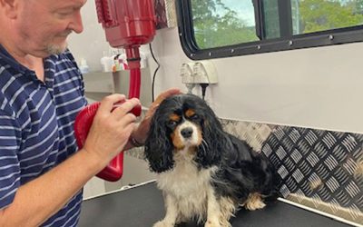 New Mobile Dog Grooming Service